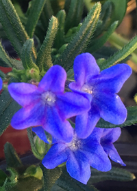 Lithodora diffusa 'Grace Ward'